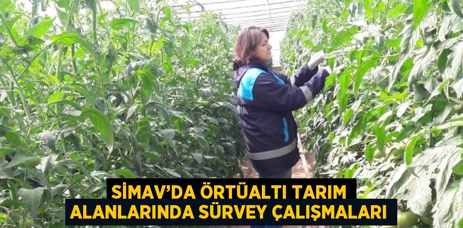 SİMAV’DA ÖRTÜALTI TARIM ALANLARINDA SÜRVEY ÇALIŞMALARI