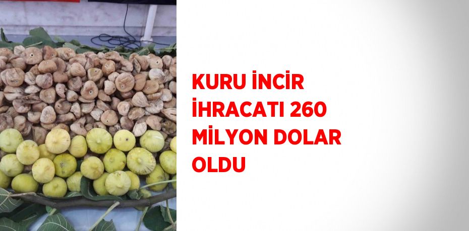 KURU İNCİR İHRACATI 260 MİLYON DOLAR OLDU