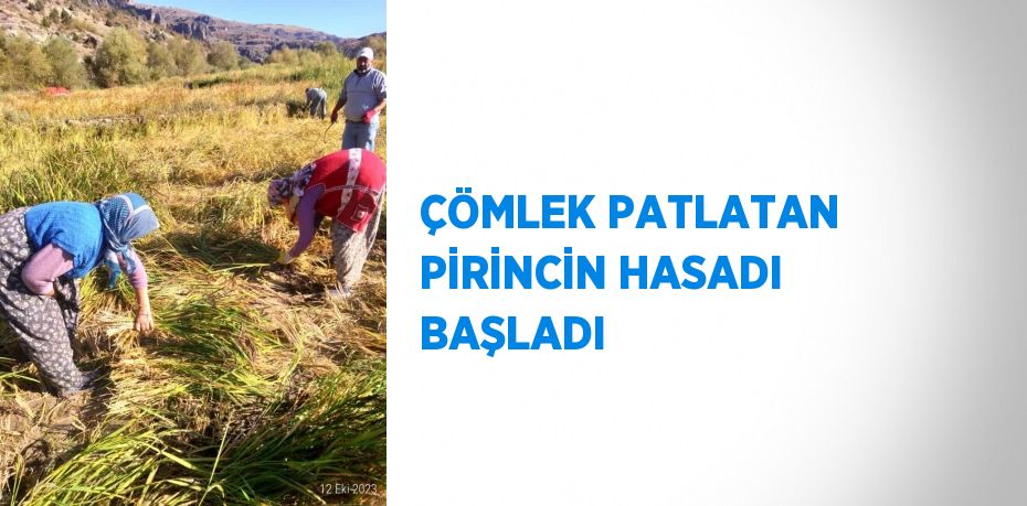 ÇÖMLEK PATLATAN PİRİNCİN HASADI BAŞLADI