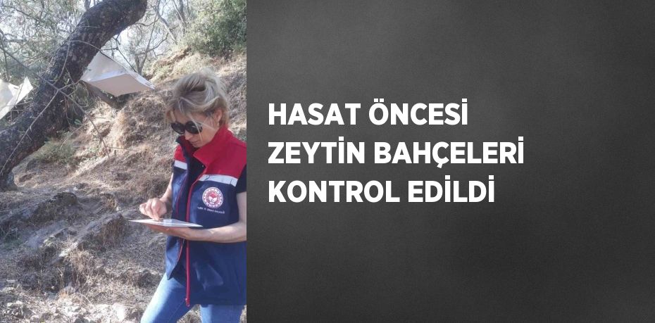 HASAT ÖNCESİ ZEYTİN BAHÇELERİ KONTROL EDİLDİ