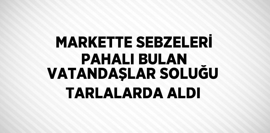 MARKETTE SEBZELERİ PAHALI BULAN VATANDAŞLAR SOLUĞU TARLALARDA ALDI