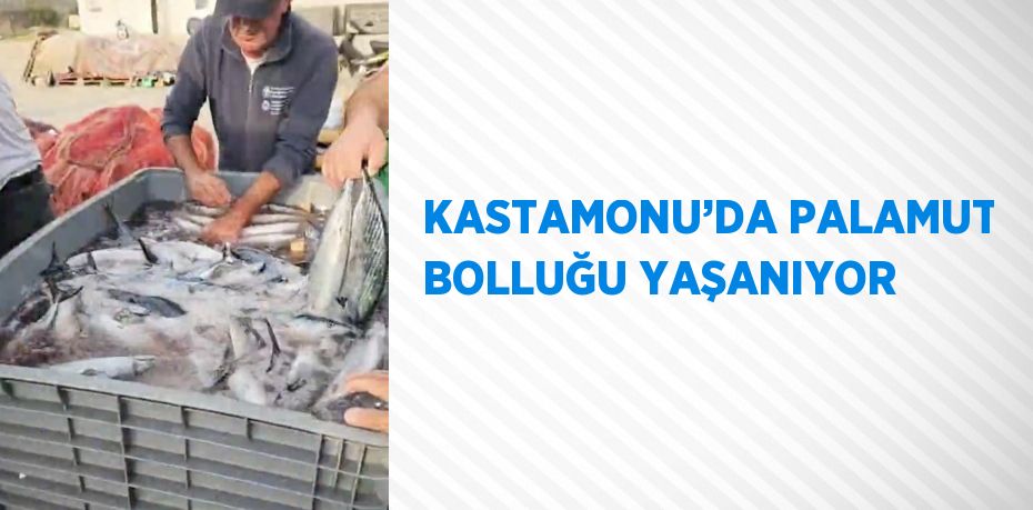 KASTAMONU’DA PALAMUT BOLLUĞU YAŞANIYOR