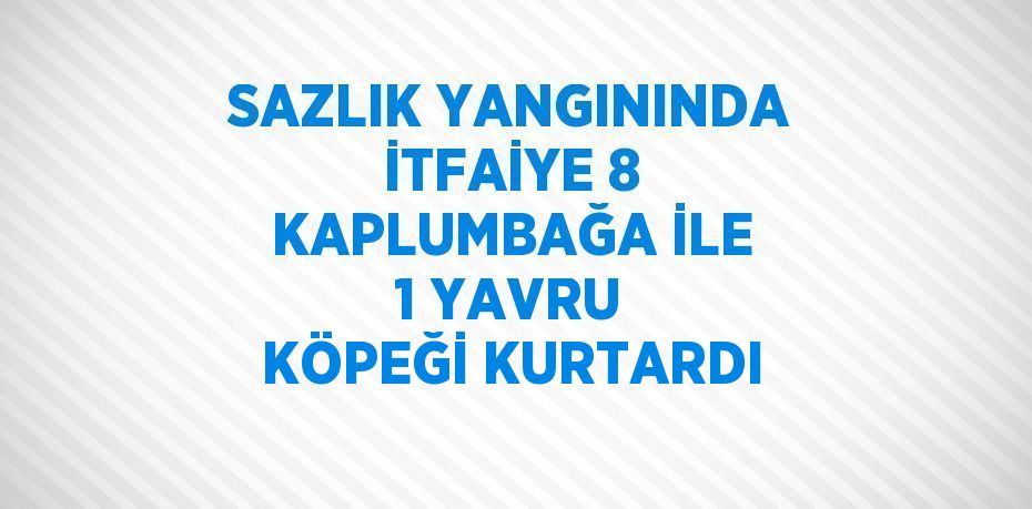 SAZLIK YANGININDA İTFAİYE 8 KAPLUMBAĞA İLE 1 YAVRU KÖPEĞİ KURTARDI