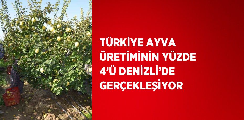 TÜRKİYE AYVA ÜRETİMİNİN YÜZDE 4’Ü DENİZLİ’DE GERÇEKLEŞİYOR