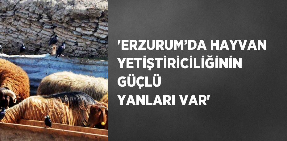 'ERZURUM’DA HAYVAN YETİŞTİRİCİLİĞİNİN GÜÇLÜ YANLARI VAR'