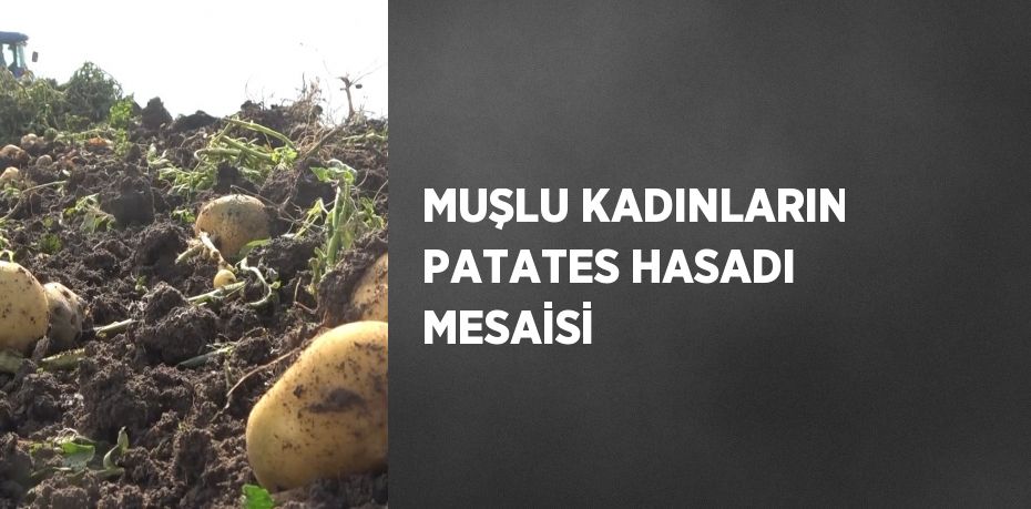 MUŞLU KADINLARIN PATATES HASADI MESAİSİ