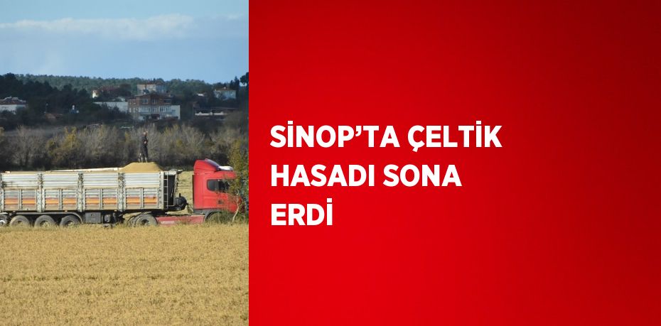 SİNOP’TA ÇELTİK HASADI SONA ERDİ