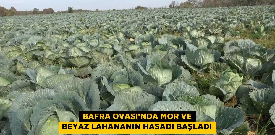 BAFRA OVASI’NDA MOR VE BEYAZ LAHANANIN HASADI BAŞLADI