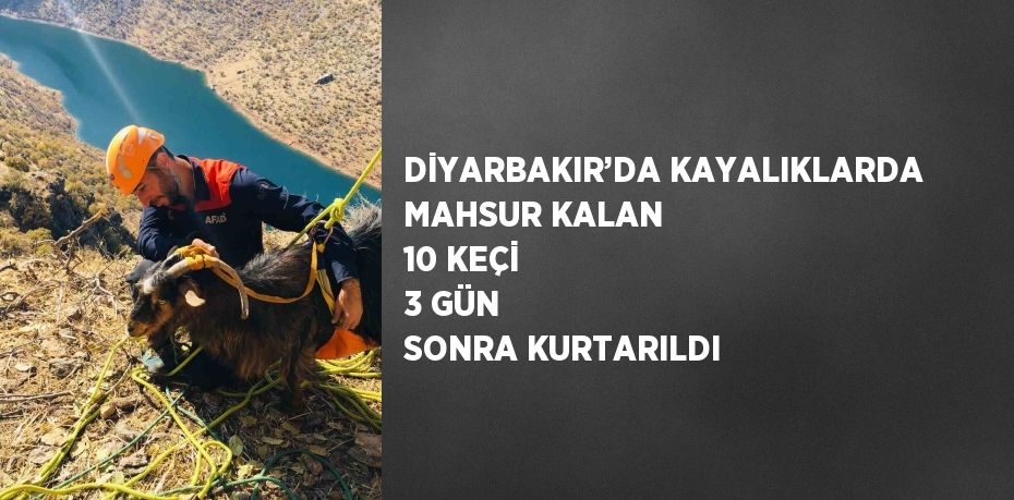 DİYARBAKIR’DA KAYALIKLARDA MAHSUR KALAN 10 KEÇİ 3 GÜN SONRA KURTARILDI