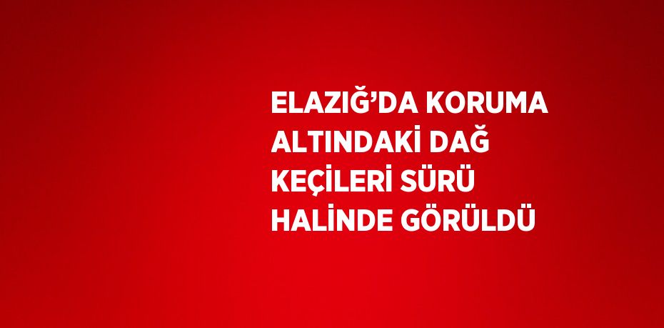 ELAZIĞ’DA KORUMA ALTINDAKİ DAĞ KEÇİLERİ SÜRÜ HALİNDE GÖRÜLDÜ