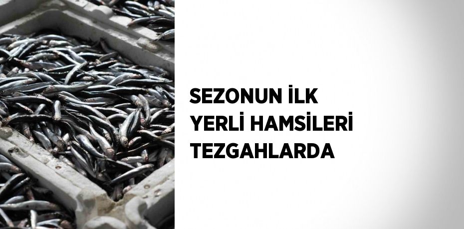 SEZONUN İLK YERLİ HAMSİLERİ TEZGAHLARDA