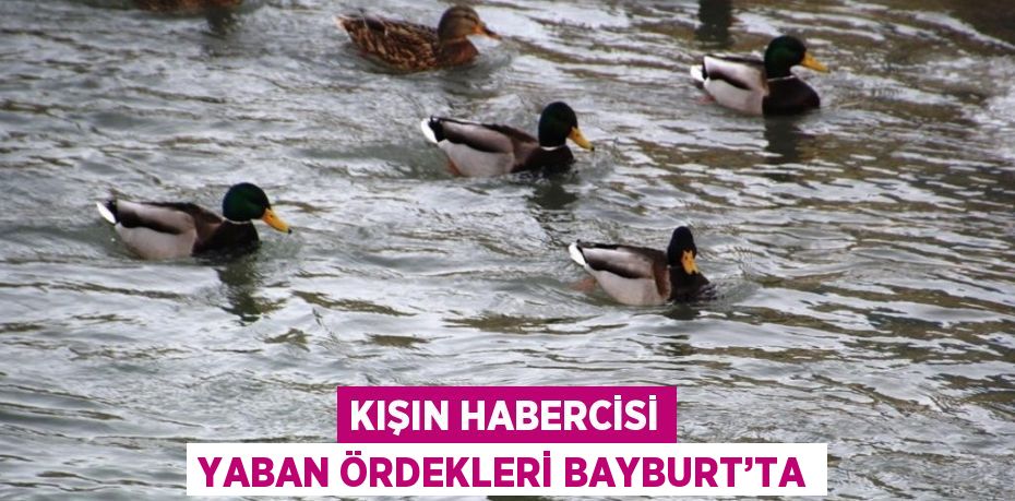 KIŞIN HABERCİSİ YABAN ÖRDEKLERİ BAYBURT’TA