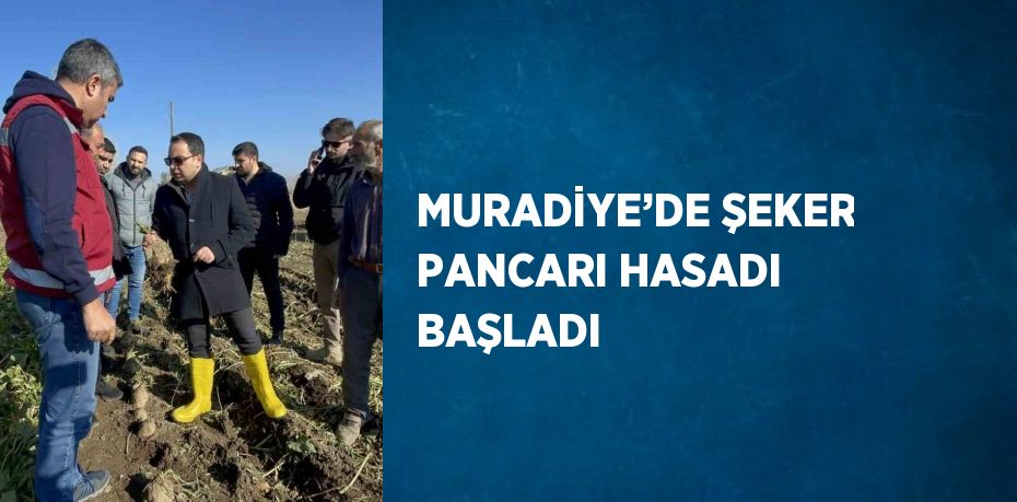 MURADİYE’DE ŞEKER PANCARI HASADI BAŞLADI