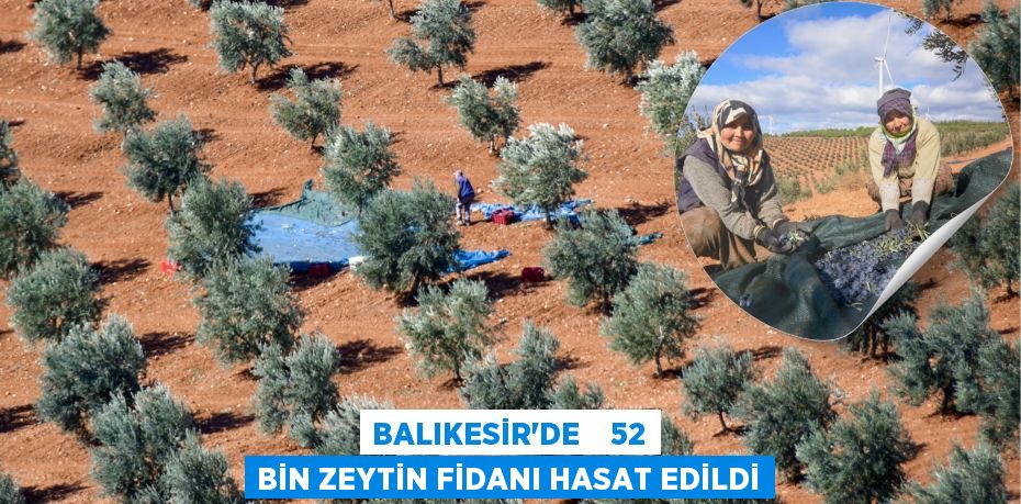 BALIKESİR’DE    52 BİN ZEYTİN FİDANI HASAT EDİLDİ