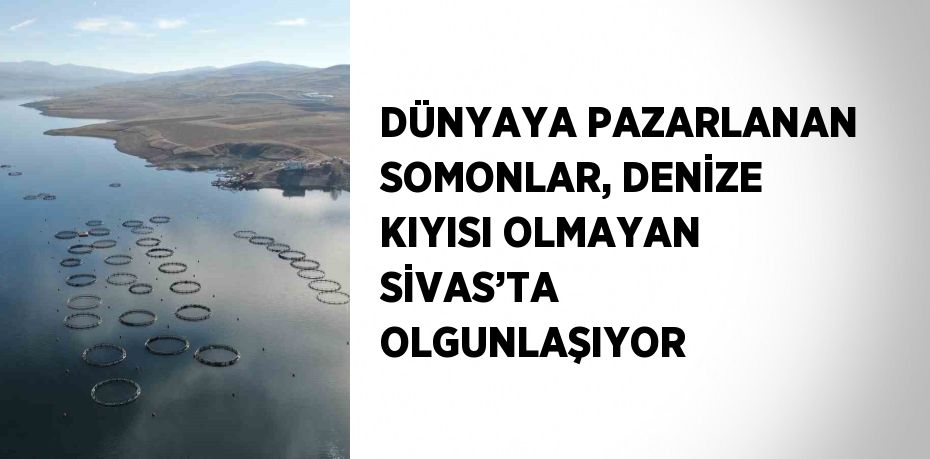 DÜNYAYA PAZARLANAN SOMONLAR, DENİZE KIYISI OLMAYAN SİVAS’TA OLGUNLAŞIYOR