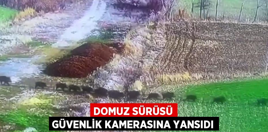 DOMUZ SÜRÜSÜ GÜVENLİK KAMERASINA YANSIDI