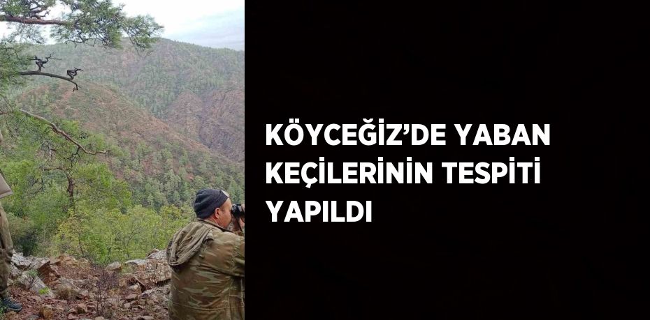 KÖYCEĞİZ’DE YABAN KEÇİLERİNİN TESPİTİ YAPILDI