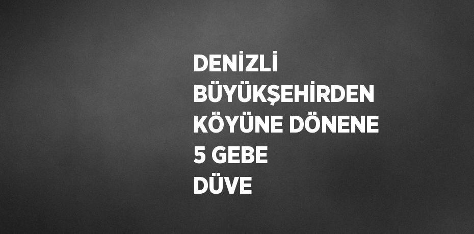 DENİZLİ BÜYÜKŞEHİRDEN KÖYÜNE DÖNENE 5 GEBE DÜVE