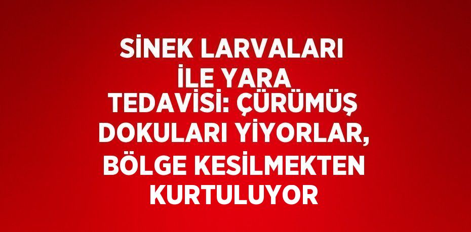 SİNEK LARVALARI İLE YARA TEDAVİSİ: ÇÜRÜMÜŞ DOKULARI YİYORLAR, BÖLGE KESİLMEKTEN KURTULUYOR