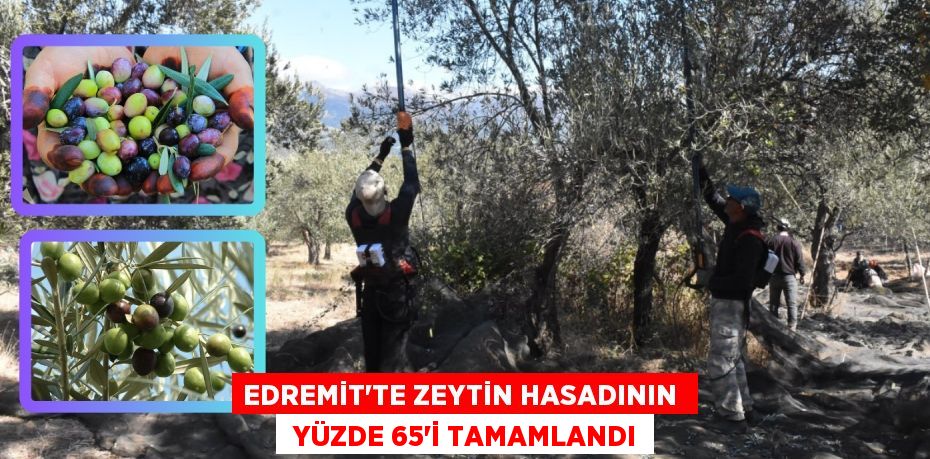 EDREMİT'TE ZEYTİN HASADININ   YÜZDE 65’İ TAMAMLANDI