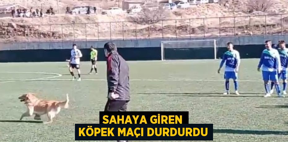 SAHAYA GİREN KÖPEK MAÇI DURDURDU