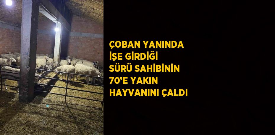 ÇOBAN YANINDA İŞE GİRDİĞİ SÜRÜ SAHİBİNİN 70’E YAKIN HAYVANINI ÇALDI