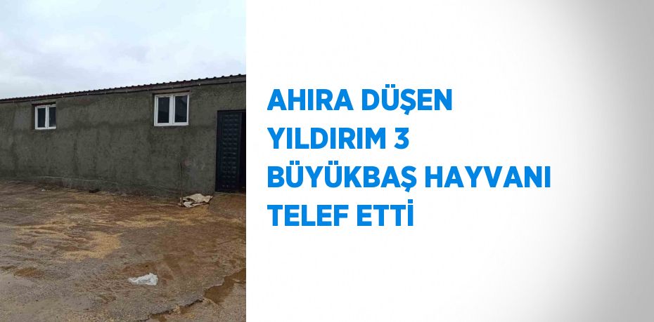 AHIRA DÜŞEN YILDIRIM 3 BÜYÜKBAŞ HAYVANI TELEF ETTİ