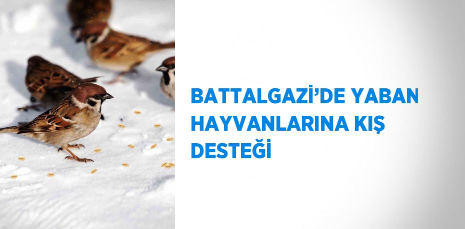 BATTALGAZİ’DE YABAN HAYVANLARINA KIŞ DESTEĞİ