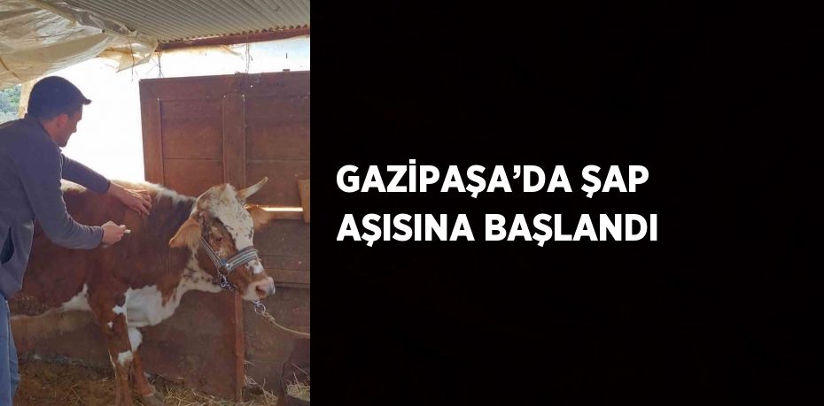 GAZİPAŞA’DA ŞAP AŞISINA BAŞLANDI