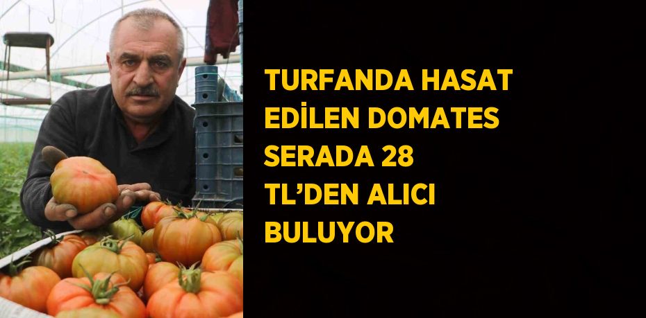 TURFANDA HASAT EDİLEN DOMATES SERADA 28 TL’DEN ALICI BULUYOR