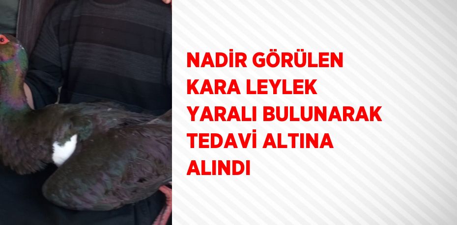 NADİR GÖRÜLEN KARA LEYLEK YARALI BULUNARAK TEDAVİ ALTINA ALINDI