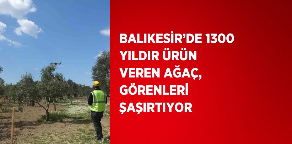 BALIKESİR’DE 1300 YILDIR ÜRÜN VEREN AĞAÇ, GÖRENLERİ ŞAŞIRTIYOR