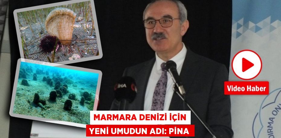 Marmara Denizi için yeni umudun adı: Pina