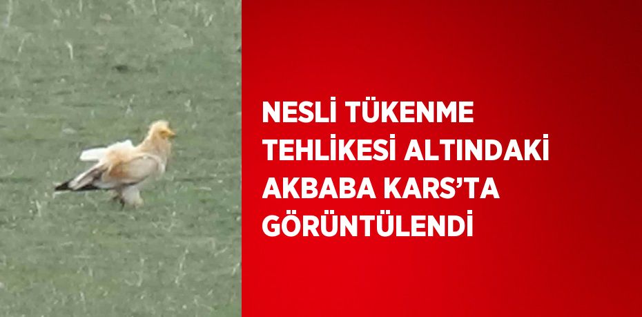 NESLİ TÜKENME TEHLİKESİ ALTINDAKİ AKBABA KARS’TA GÖRÜNTÜLENDİ