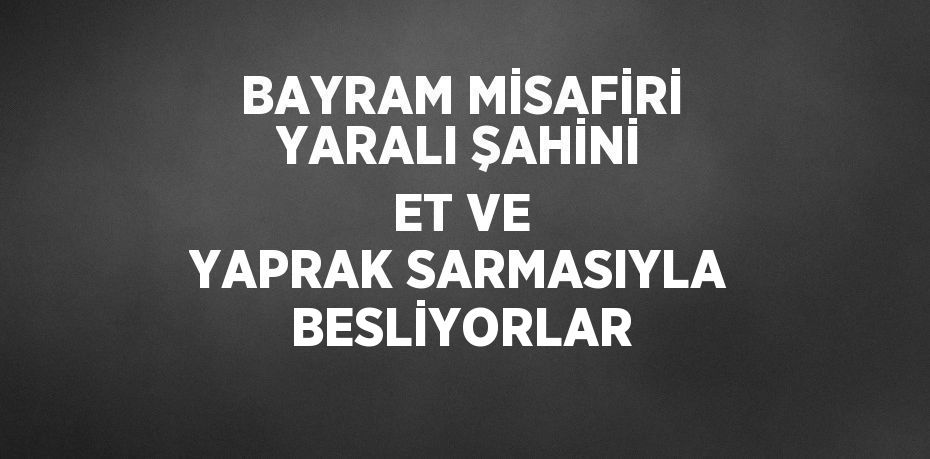 BAYRAM MİSAFİRİ YARALI ŞAHİNİ ET VE YAPRAK SARMASIYLA BESLİYORLAR