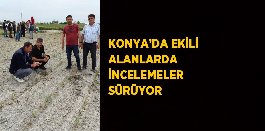 KONYA’DA EKİLİ ALANLARDA İNCELEMELER SÜRÜYOR