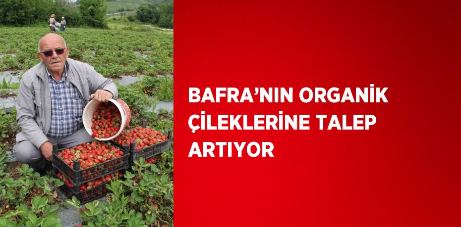 BAFRA’NIN ORGANİK ÇİLEKLERİNE TALEP ARTIYOR