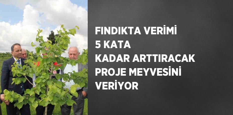 FINDIKTA VERİMİ 5 KATA KADAR ARTTIRACAK PROJE MEYVESİNİ VERİYOR