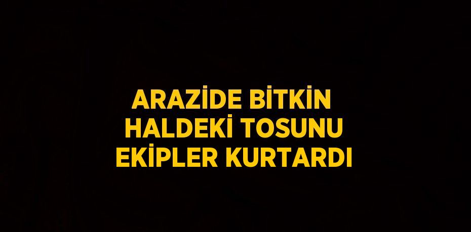 ARAZİDE BİTKİN HALDEKİ TOSUNU EKİPLER KURTARDI