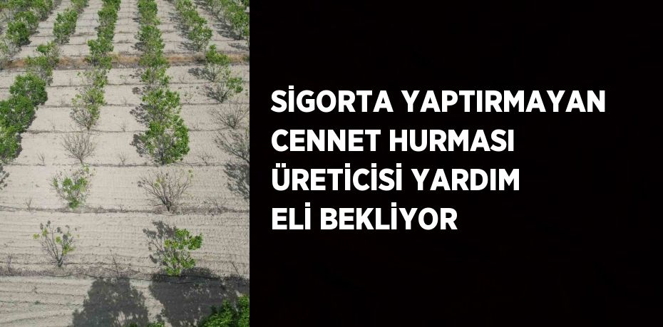 SİGORTA YAPTIRMAYAN CENNET HURMASI ÜRETİCİSİ YARDIM ELİ BEKLİYOR