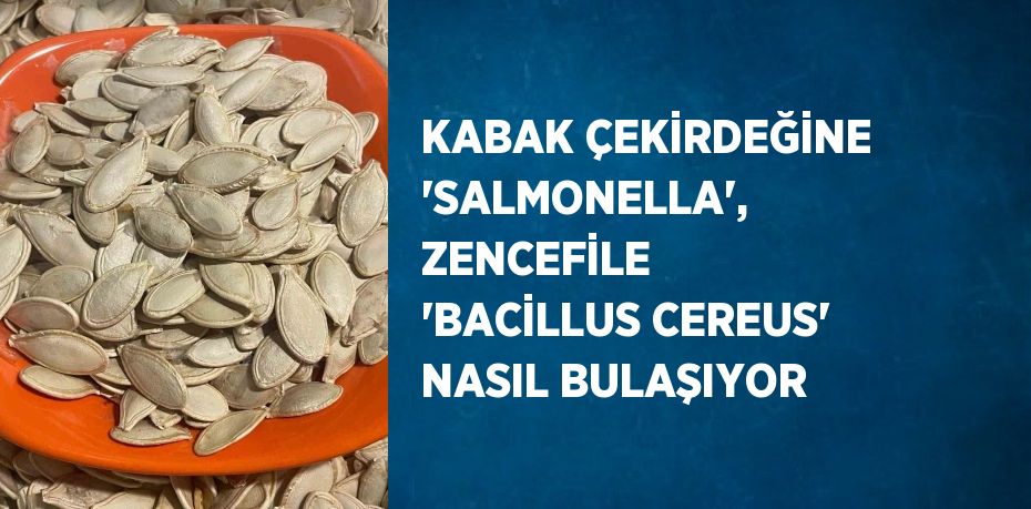 KABAK ÇEKİRDEĞİNE 'SALMONELLA', ZENCEFİLE 'BACİLLUS CEREUS' NASIL BULAŞIYOR