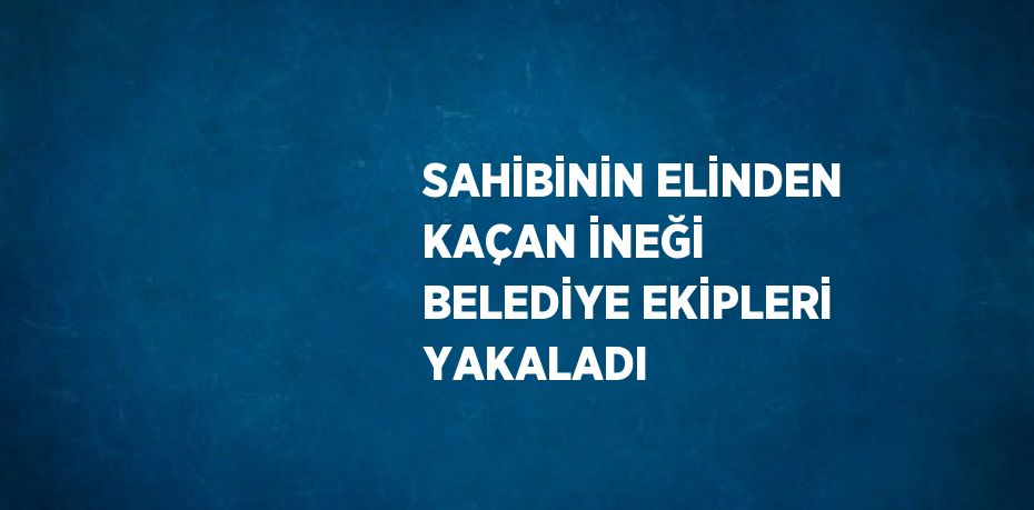 SAHİBİNİN ELİNDEN KAÇAN İNEĞİ BELEDİYE EKİPLERİ YAKALADI