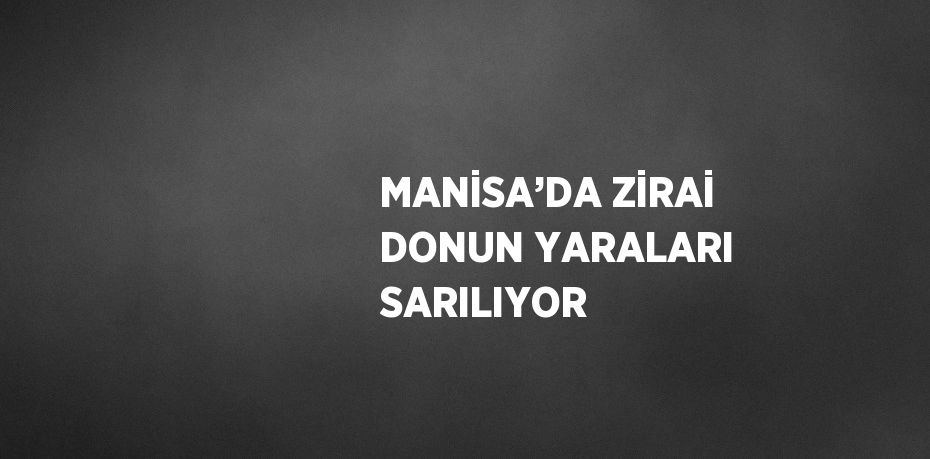 MANİSA’DA ZİRAİ DONUN YARALARI SARILIYOR