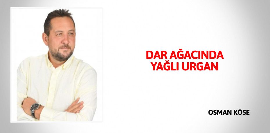 DAR AĞACINDA YAĞLI URGAN