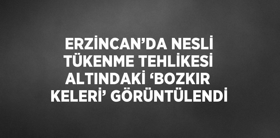 ERZİNCAN’DA NESLİ TÜKENME TEHLİKESİ ALTINDAKİ ‘BOZKIR KELERİ’ GÖRÜNTÜLENDİ