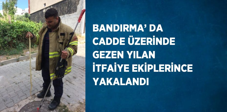 BANDIRMA’ DA CADDE ÜZERİNDE GEZEN YILAN İTFAİYE EKİPLERİNCE YAKALANDI