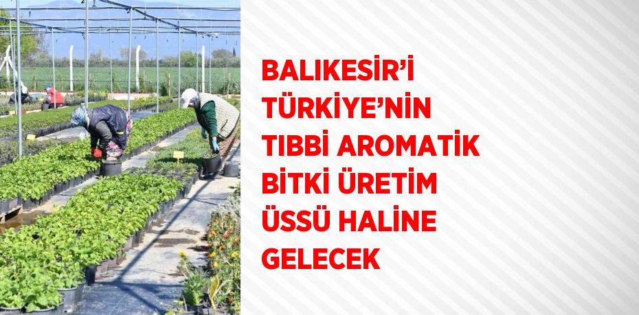 BALIKESİR’İ TÜRKİYE’NİN TIBBİ AROMATİK BİTKİ ÜRETİM ÜSSÜ HALİNE GELECEK