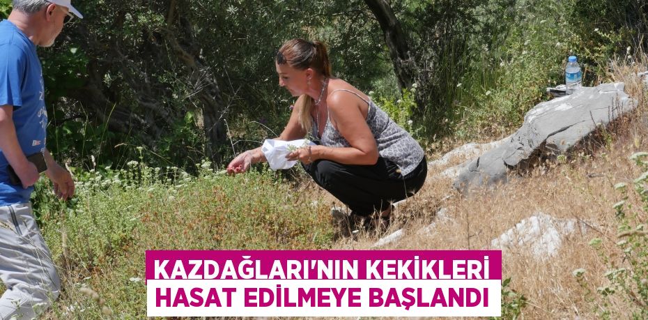 KAZDAĞLARI’NIN KEKİKLERİ HASAT EDİLMEYE BAŞLANDI