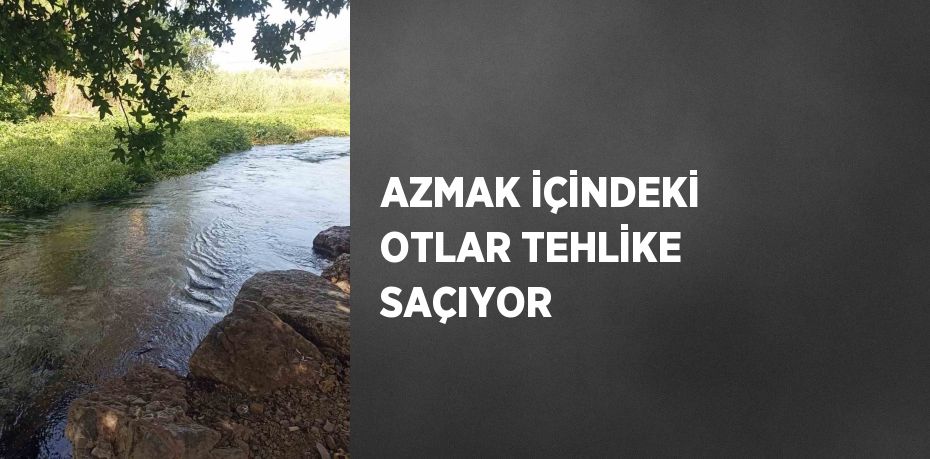 AZMAK İÇİNDEKİ OTLAR TEHLİKE SAÇIYOR