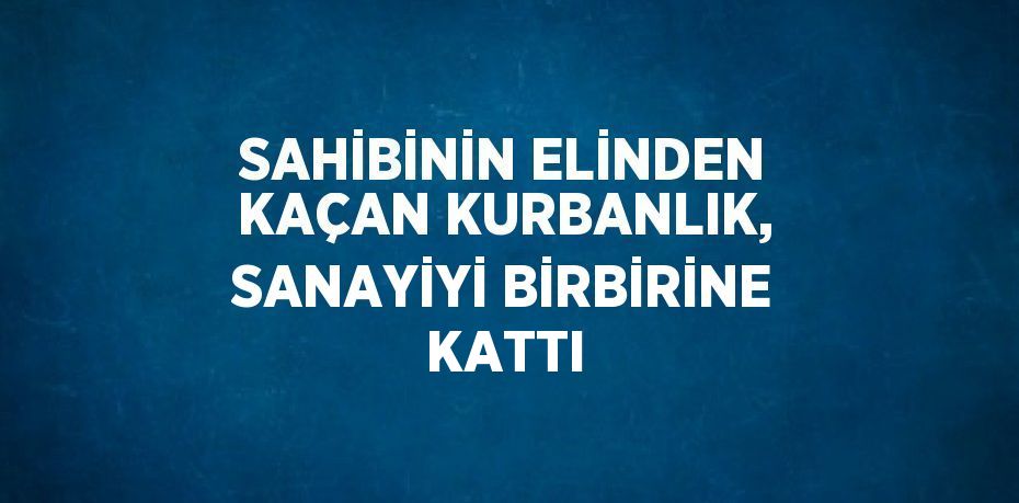 SAHİBİNİN ELİNDEN KAÇAN KURBANLIK, SANAYİYİ BİRBİRİNE KATTI